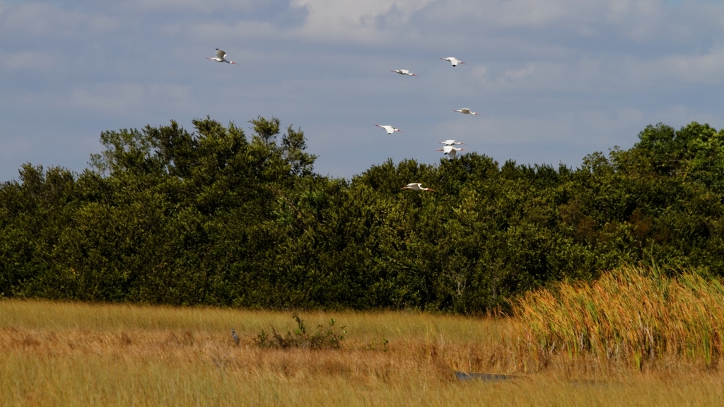 02 - Everglade NP (42).jpg